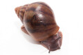 Achatina achatin achatina Ghana typ 1d juvenil